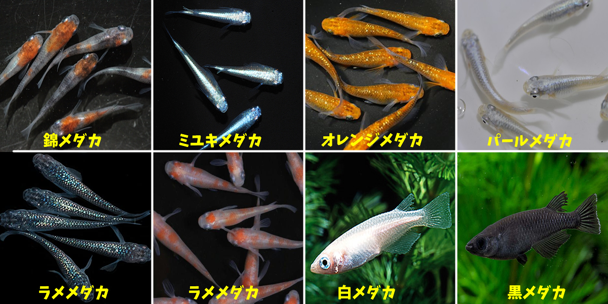 初心者向けメダカの飼育方法について - アイランド四国